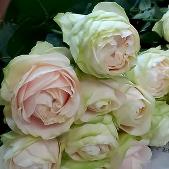 バラ苗 バラ大苗 もこもこ 契約品種 薔薇 ばら 送料無料 国産苗 岡松
