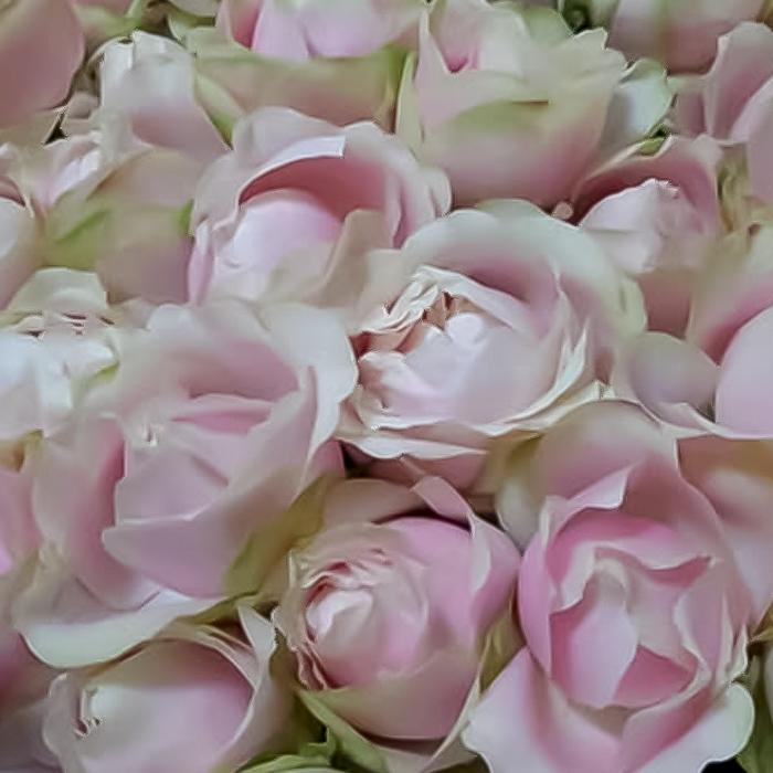 バラ苗 バラ大苗 もこもこ 契約品種 薔薇 ばら 送料無料 国産苗 岡松