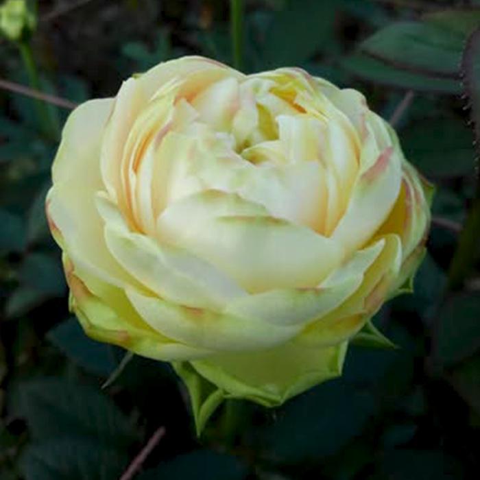 バラ苗 バラ大苗 もこもこ 契約品種 薔薇 ばら 送料無料 国産苗 岡松