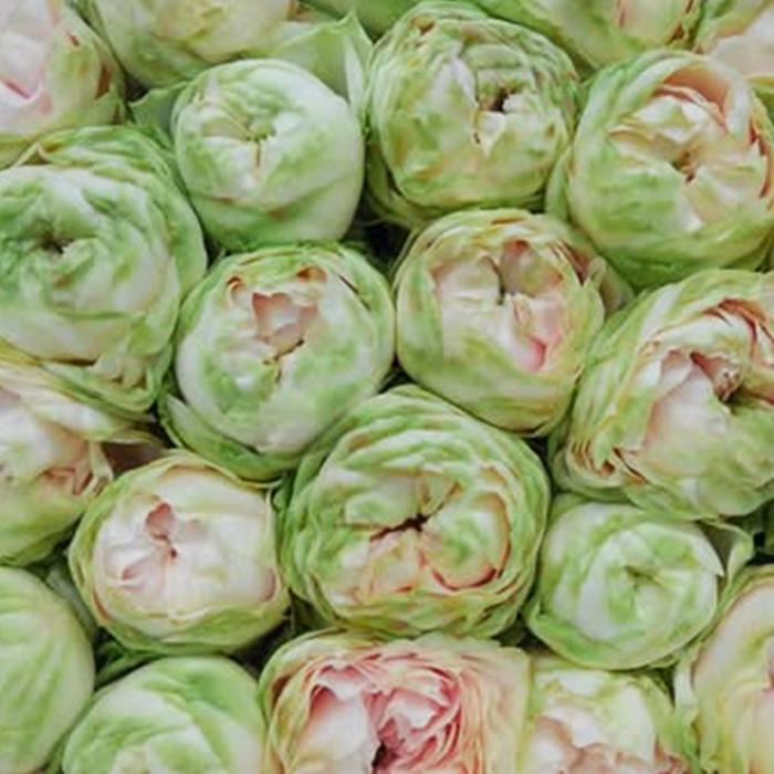 バラ苗　ゆうか様予約 予約販売 バラ苗 バラ大苗 由香 契約品種 薔薇 ばら 送料無料 国産苗