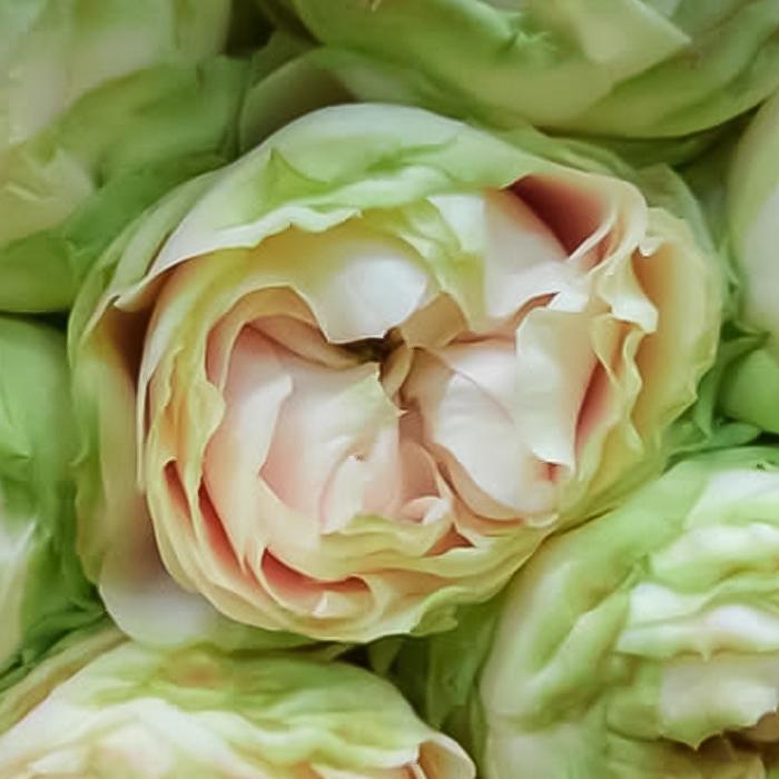 予約販売 バラ苗 バラ大苗 由香 契約品種 薔薇 ばら 送料無料 国産苗
