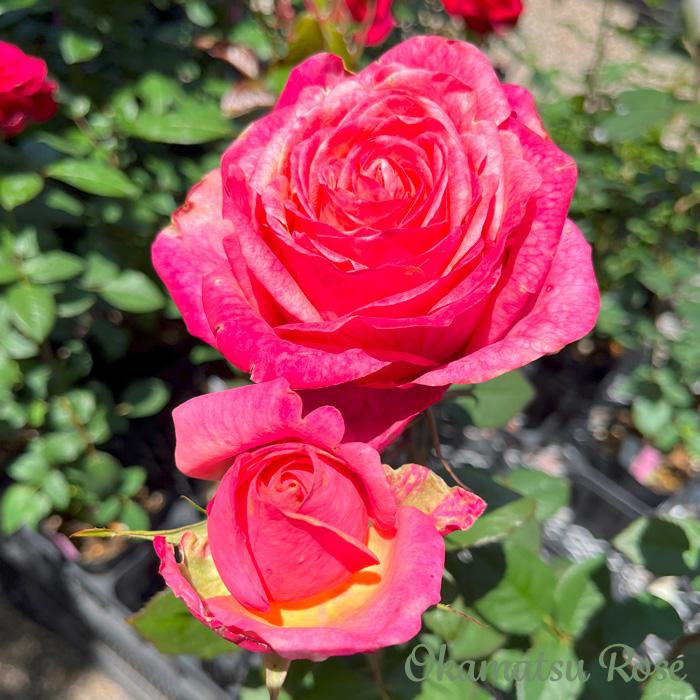 予約販売 バラ苗 バラ大苗 りんご飴 契約品種 薔薇 ばら 送料無料 国産