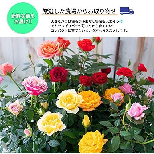 日本花キ流通 予約販売 ミニバラ パステルイエローロスアロマ 3号