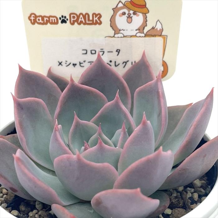 多肉植物 plkエケベリア コロラータ×シャビアナペレグリナ パルクさん