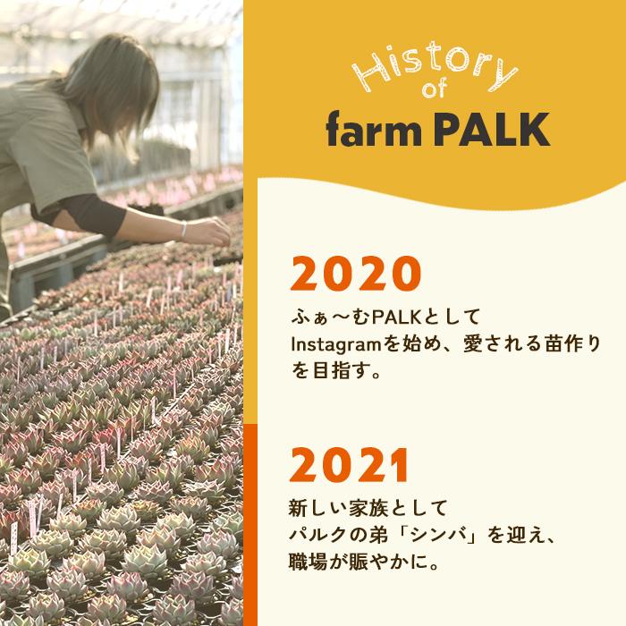 多肉植物 plkエケベリア コロラータ×シャビアナペレグリナ パルクさん