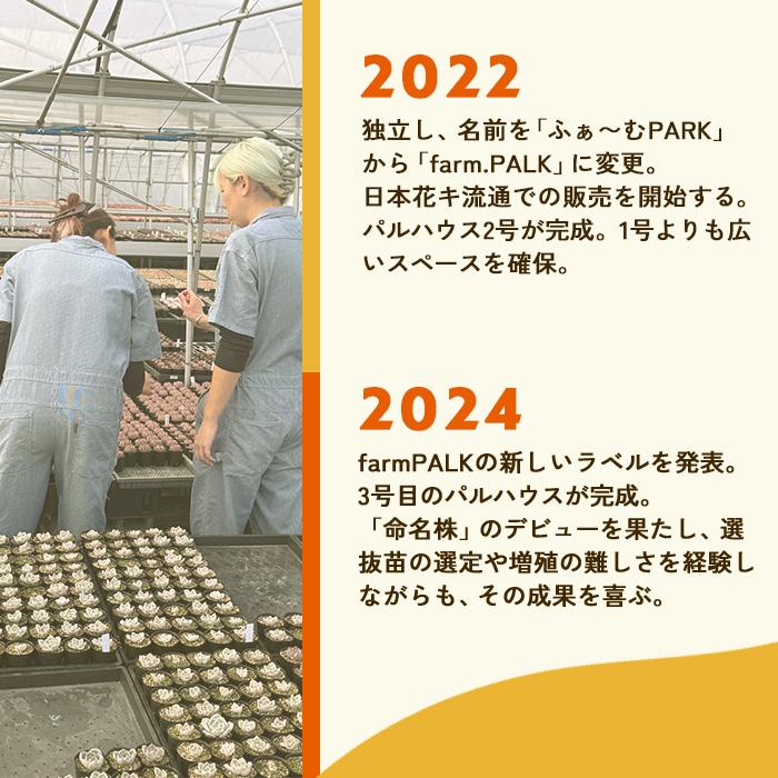 多肉植物 plkエケベリア コロラータ×シャビアナペレグリナ パルクさん