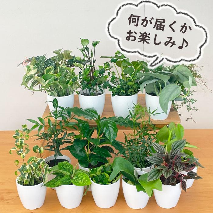 日本花キ流通 観葉植物 5鉢セット 3.5号鉢 福袋 送料無料 観葉植物