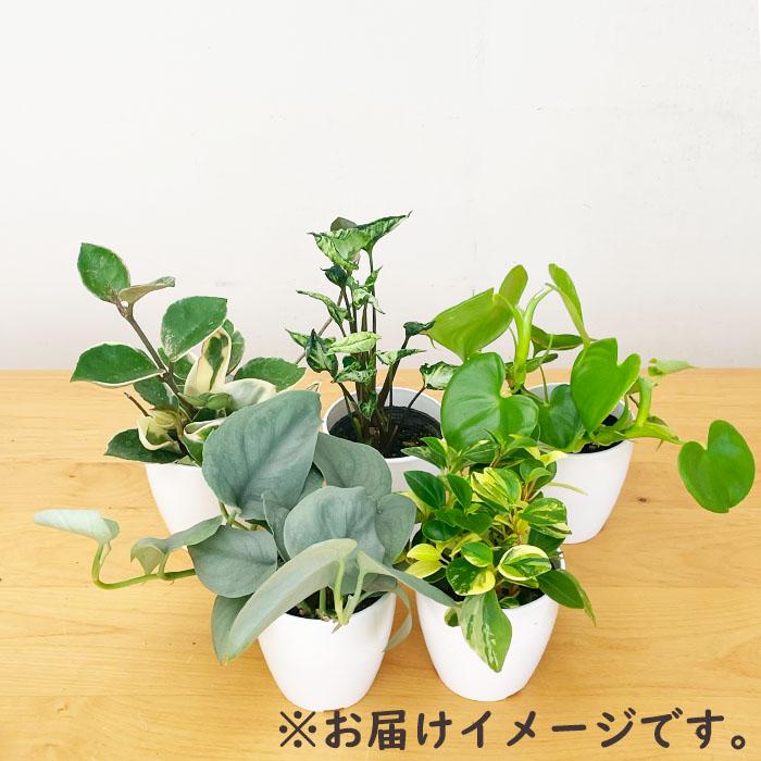 日本花キ流通 観葉植物 5鉢セット 3.5号鉢 福袋 送料無料 観葉植物