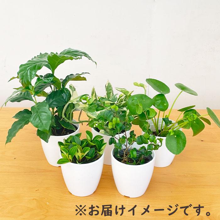 日本花キ流通 観葉植物 5鉢セット 3.5号鉢 福袋 送料無料 観葉植物