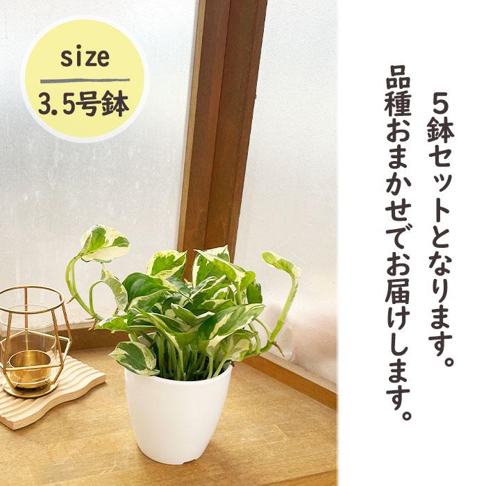日本花キ流通 観葉植物 5鉢セット 3.5号鉢 福袋 送料無料 観葉植物