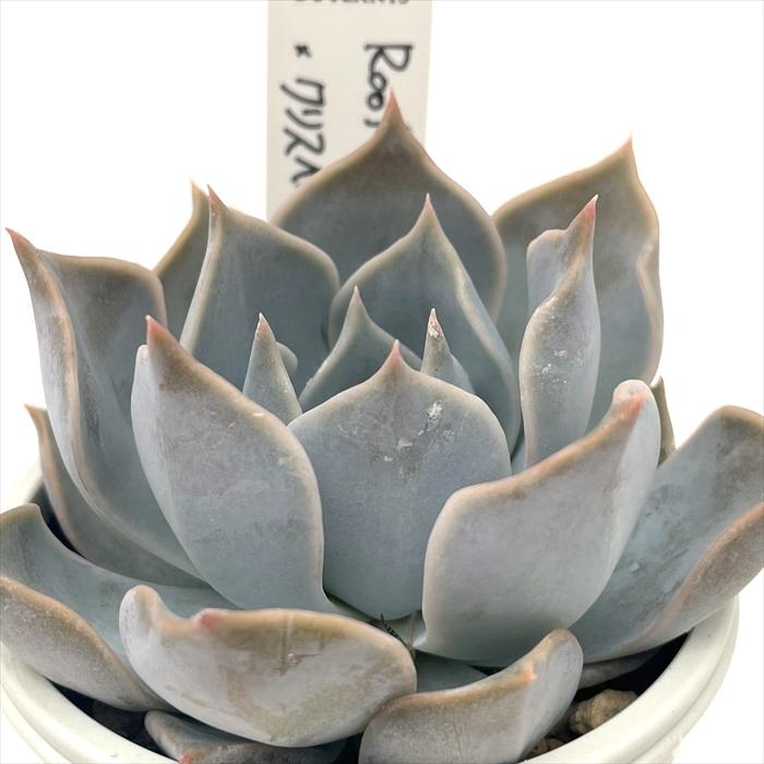 多肉植物 O'sエケベリア Roof×クリスペイトビューティー O's PLANTS