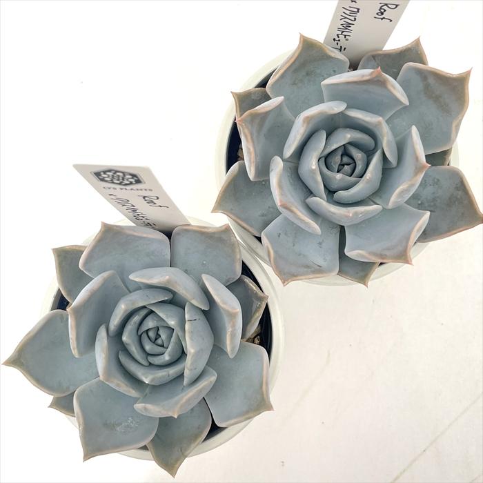 多肉植物 O'sエケベリア Roof×クリスペイトビューティー O's PLANTS