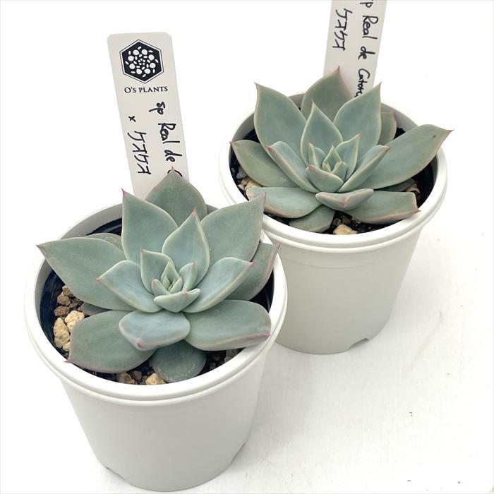 多肉植物 O'sエケベリア sp Real de Catorce×ケオケオ O's PLANTS