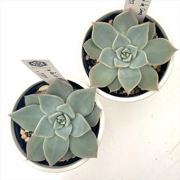 多肉植物 O'sエケベリア sp Real de Catorce×ケオケオ O's PLANTS