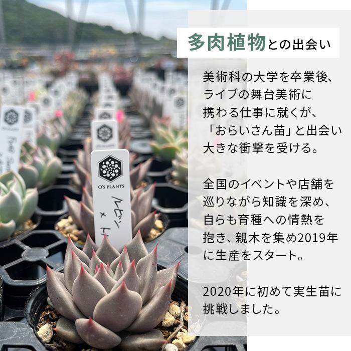 多肉植物 O'sエケベリア sp Real de Catorce×ケオケオ O's PLANTS