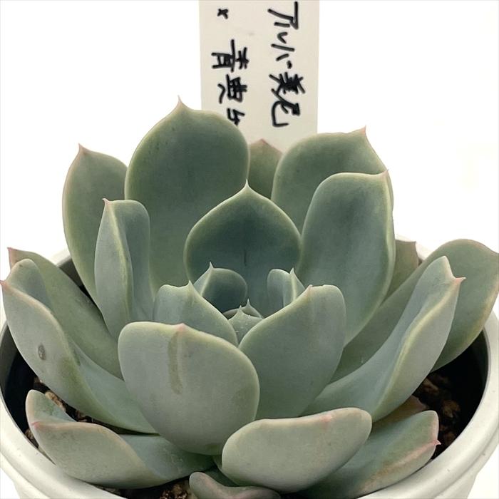 多肉植物 オーズプランツ 大人気♡青典牡丹♡札付き 多肉植物 O'sエケベリア アルバ美尼×青典牡丹 O's PLANTS オーズ