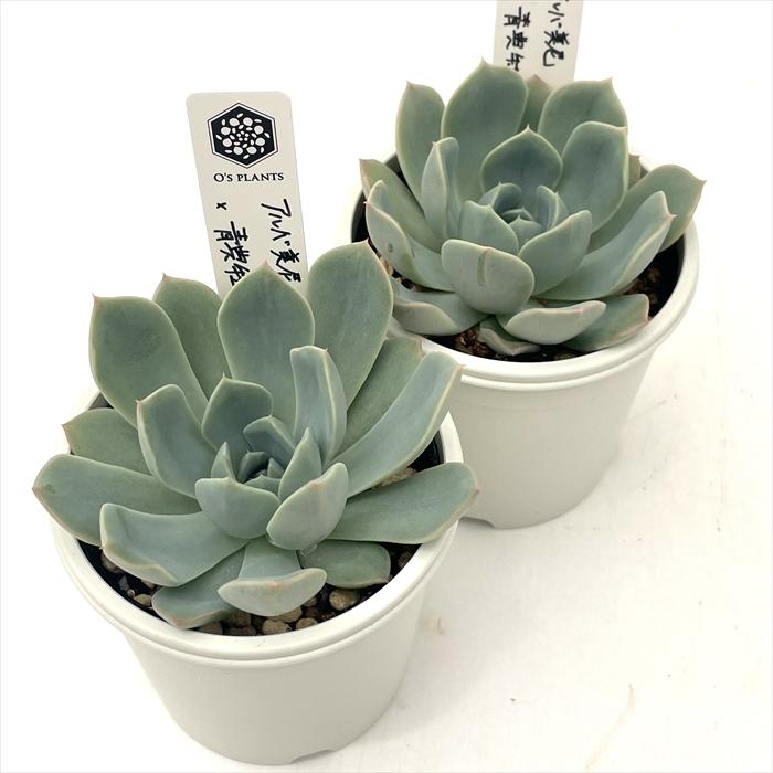 多肉植物 オーズプランツ 大人気♡青典牡丹♡札付き 多肉植物 O'sエケベリア アルバ美尼×青典牡丹 O's PLANTS オーズ