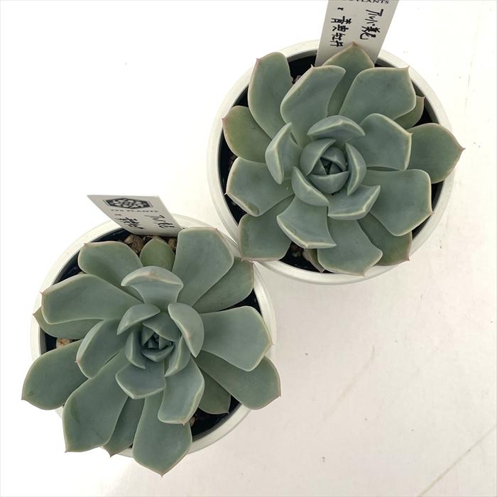 多肉植物 O'sエケベリア アルバ美尼×青典牡丹 O's PLANTS オーズ