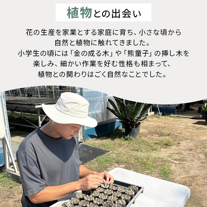 多肉植物 O'sエケベリア アルバ美尼×青典牡丹 O's PLANTS オーズ