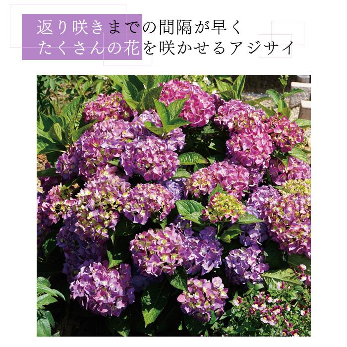 日本花キ流通 予約販売 アジサイ サマーメドレー アリーバ 11cmポット
