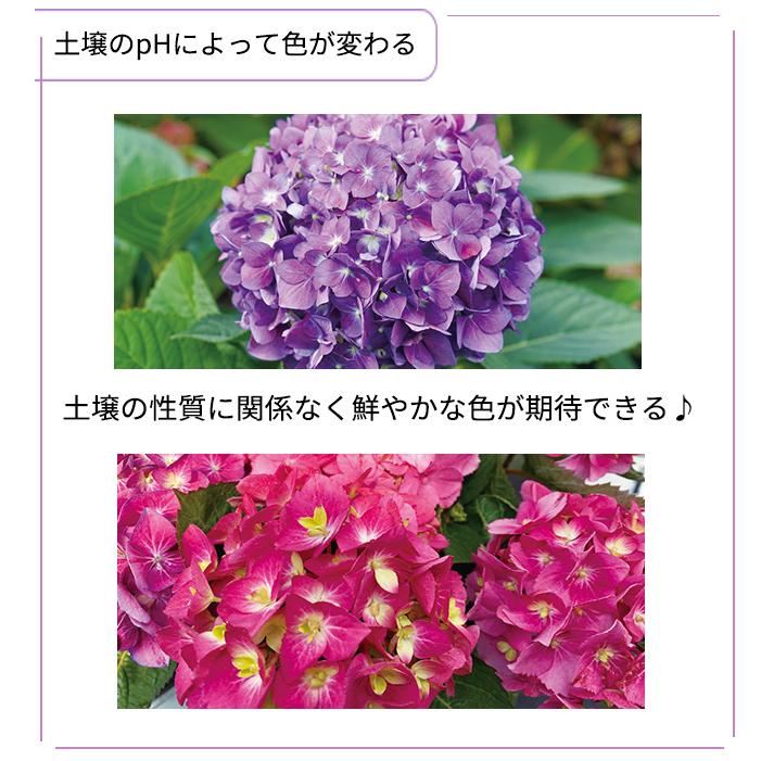日本花キ流通 アジサイ サマーメドレー アリーバ 11cmポット 二季咲き