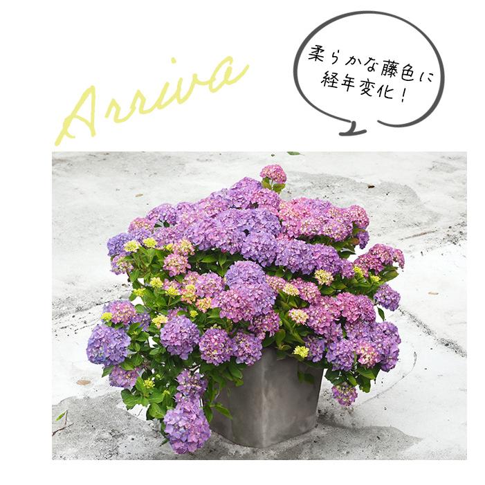 日本花キ流通 アジサイ サマーメドレー アリーバ 11cmポット 二季咲き