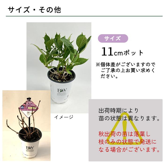 日本花キ流通 予約販売 アジサイ サマーメドレー アリーバ 11cmポット