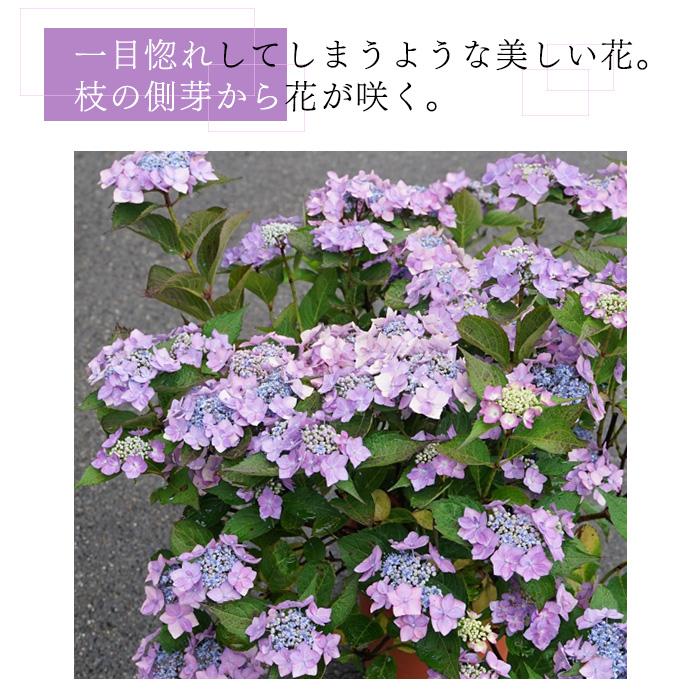 日本花キ流通 アジサイ サマーメドレー ダブルキャンディ 11cmポット