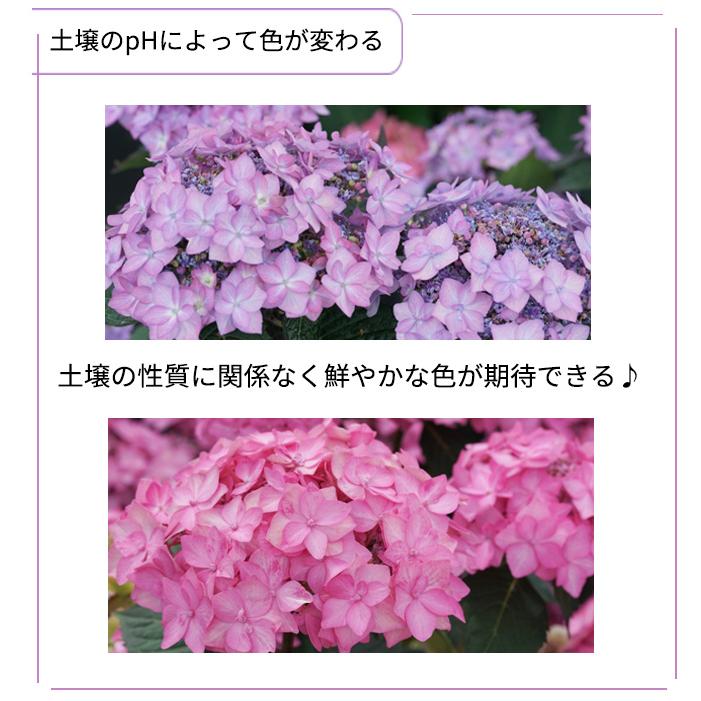 日本花キ流通 アジサイ サマーメドレー ダブルキャンディ 11cmポット