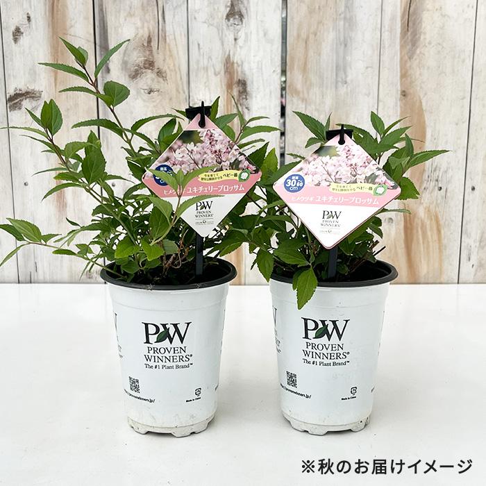 日本花キ流通 予約販売 ヒメウツギ 苗 ユキチェリーブロッサム 11cm