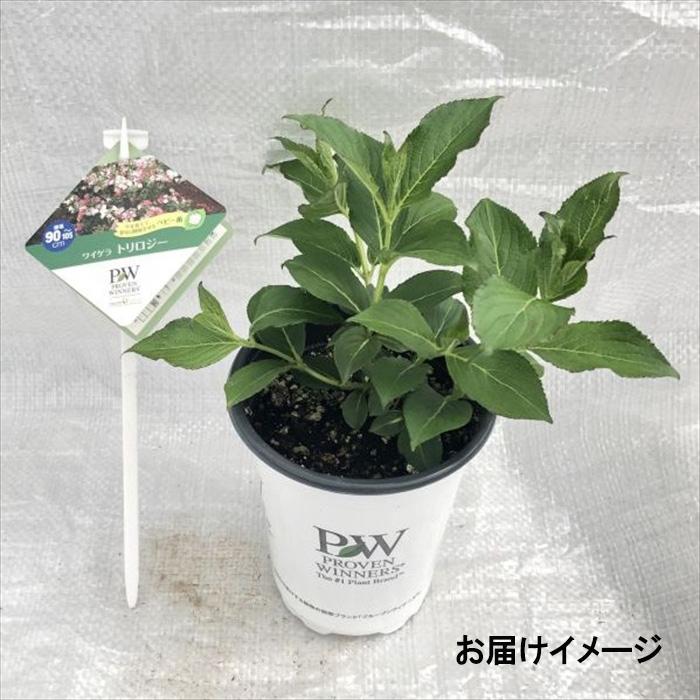 日本花キ流通 予約販売 ワイゲラ 苗 トリロジー 11cmポット タニウツギ