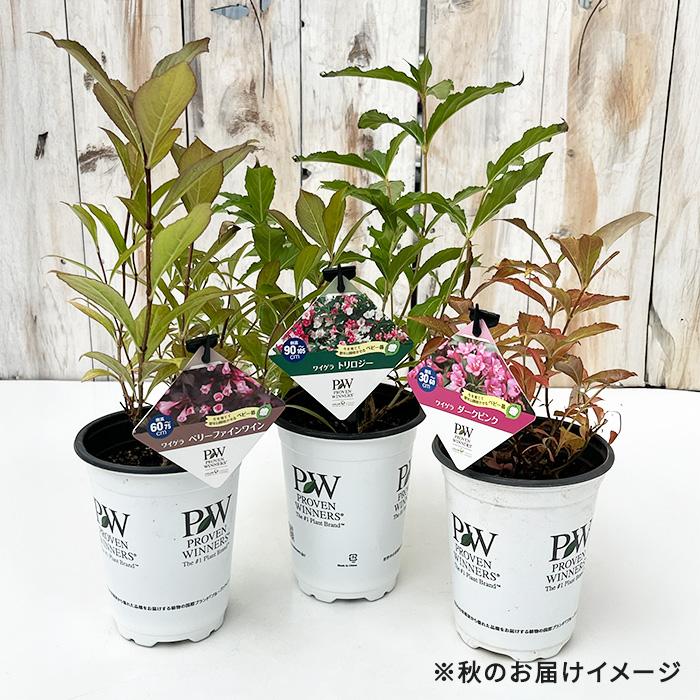 日本花キ流通 予約販売 ワイゲラ 苗 トリロジー 11cmポット タニウツギ