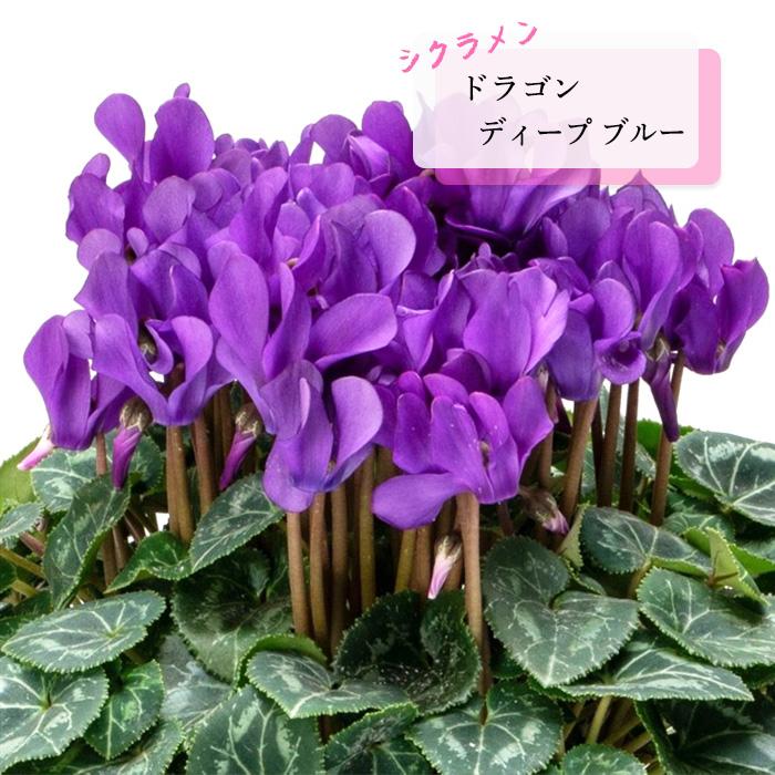 日本花キ流通 シクラメン 苗 ドラゴン ディープブルー 9cmポット 花苗