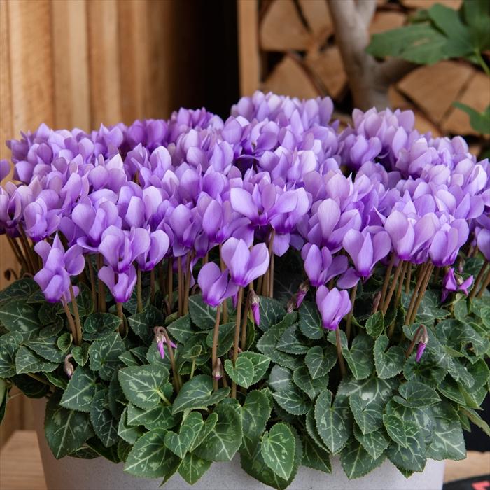 日本花キ流通 シクラメン 苗 ドラゴン ライトブルー 9cmポット 花苗