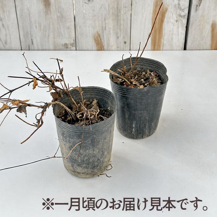 日本花キ流通 予約販売 クレマチス 苗 シェンロン 大内園芸オリジナル