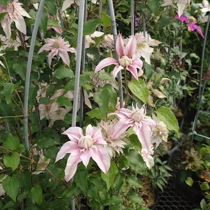 日本花キ流通 予約販売 クレマチス 苗 咲良の妖精 大内園芸オリジナル