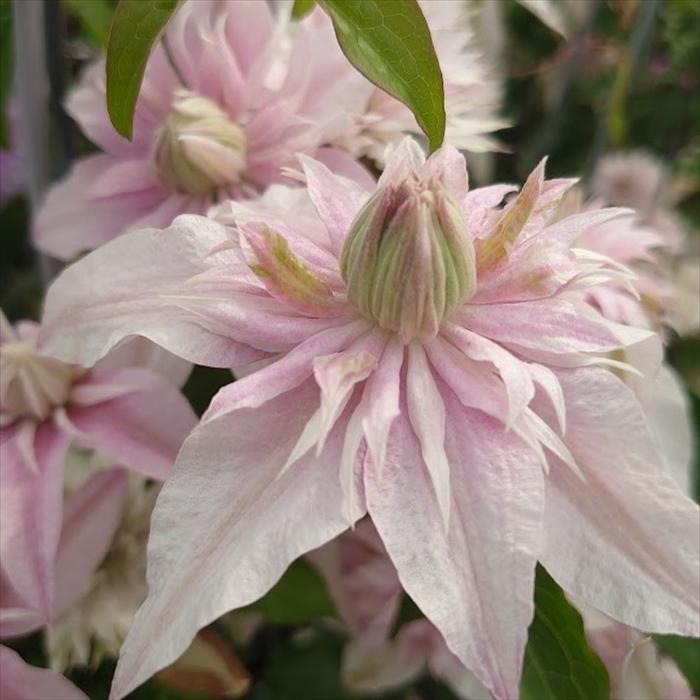 日本花キ流通 予約販売 クレマチス 苗 咲良の妖精 大内園芸オリジナル