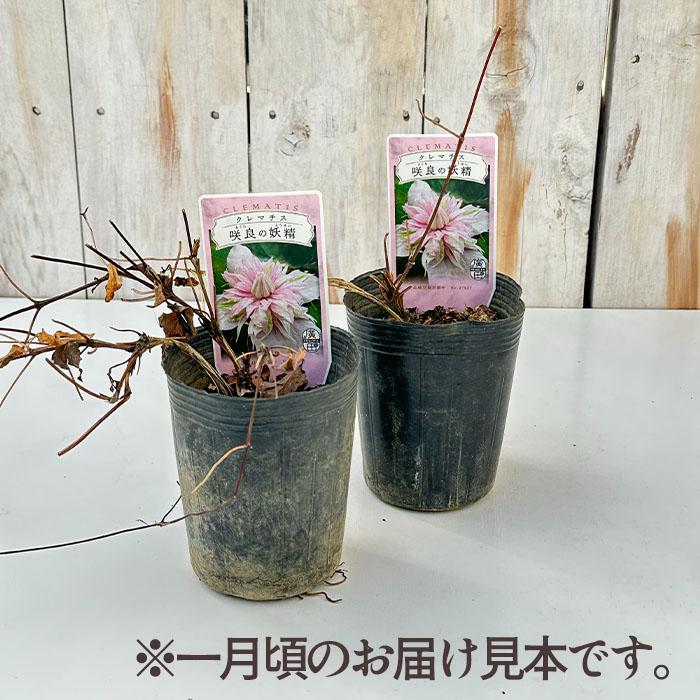 日本花キ流通 予約販売 クレマチス 苗 咲良の妖精 大内園芸オリジナル