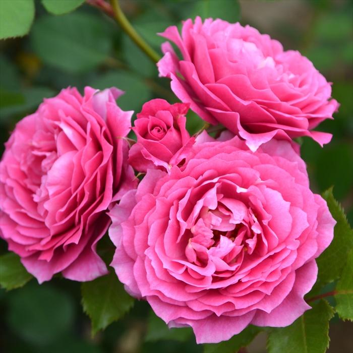 予約販売 バラ苗 バラ大苗 ロサ オリエンティス パルミラ 品種登録出願