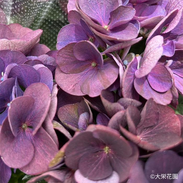 予約販売 アジサイ スピリット パープル 7.5cmポット 大栄花園