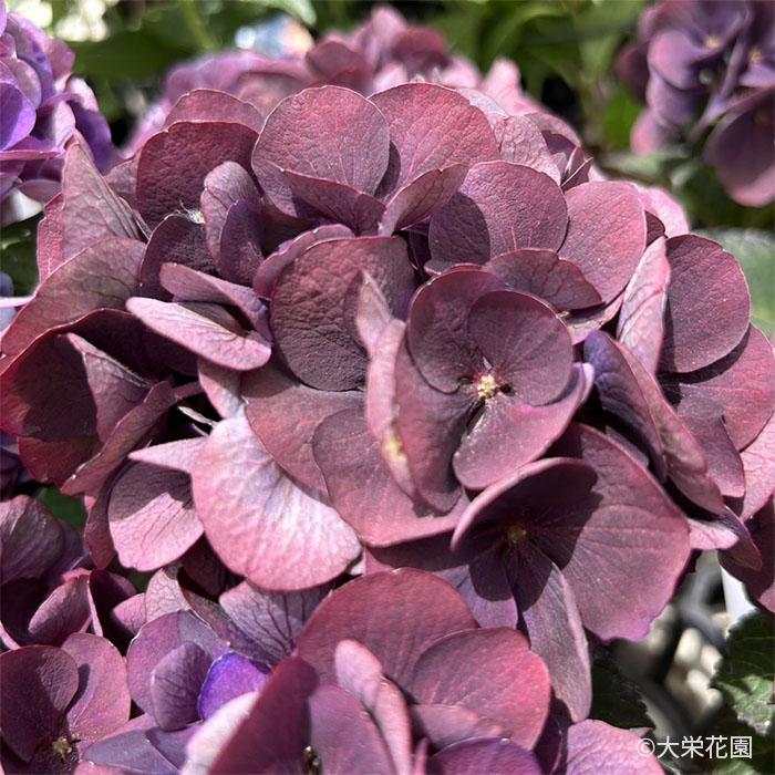 アジサイ スピリット パープル 7.5cmポット 大栄花園 ハイドランジア