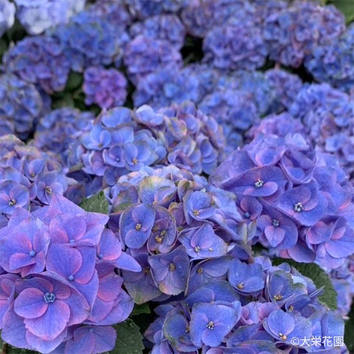 予約販売 アジサイ タイニーガール 7.5cmポット 大栄花園