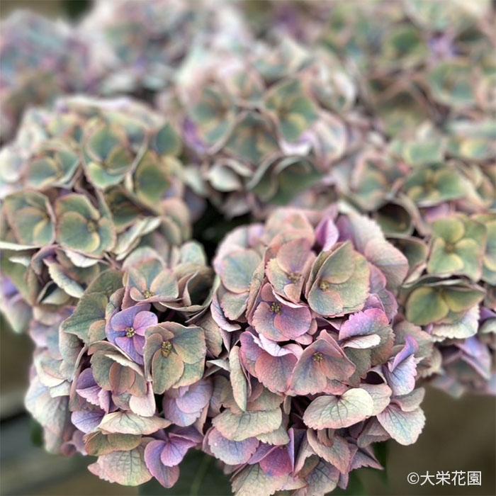 予約販売 アジサイ タイニーガール 7.5cmポット 大栄花園