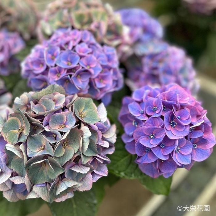 予約販売 アジサイ タイニーガール 7.5cmポット 大栄花園