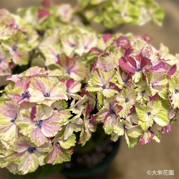 紫陽花 まもなく締め切り】 予約販売 アジサイ ミルキーウェイ 7.5cm