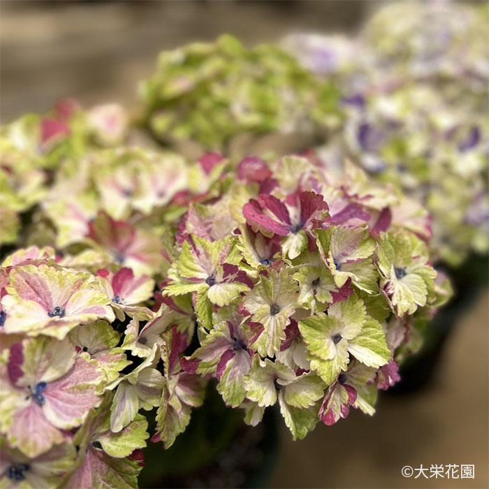 ☆ハイドランジア☆アジサイ☆ミルキーウェイ☆ 予約販売 アジサイ ミルキーウェイ 7.5cmポット 大栄花園