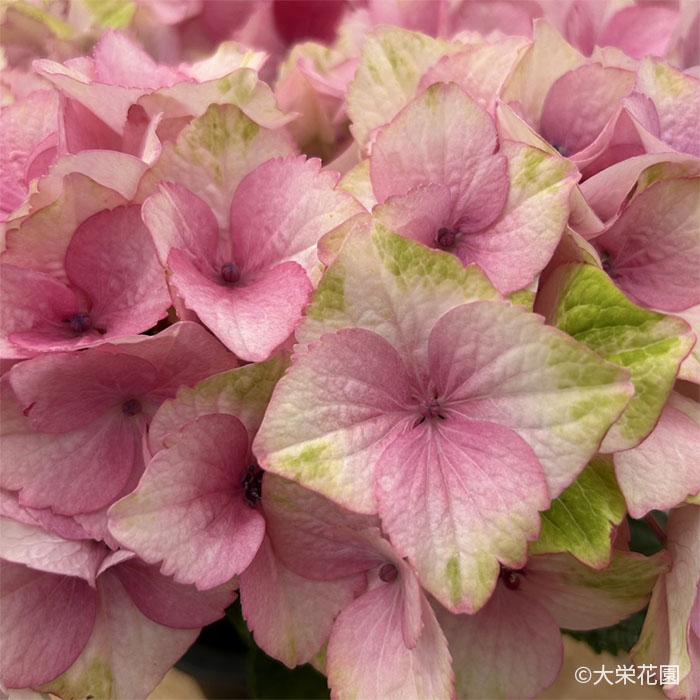 アジサイ ラブイット 7.5cmポット 大栄花園 ハイドランジア 苗 花苗