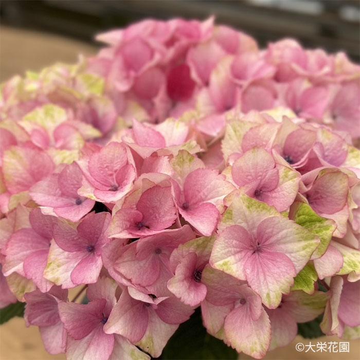 アジサイ ラブイット 7.5cmポット 大栄花園 ハイドランジア 苗 花苗