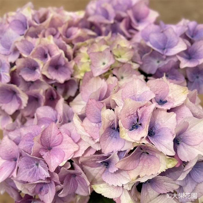 予約販売 アジサイ ラブイット 7.5cmポット 大栄花園 ハイドランジア