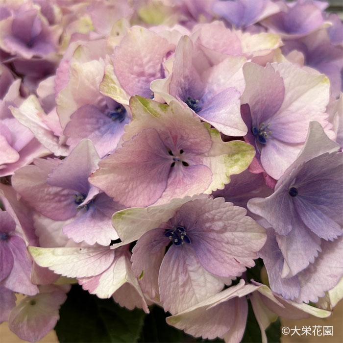 予約販売 アジサイ ラブイット 7.5cmポット 大栄花園 ハイドランジア